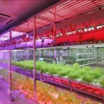 60 cm - LED GROW trubica pre rast rastlín, 10W, plné spektrum slabo-ružová